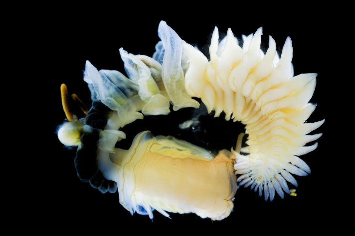 Mobirise Website Builder