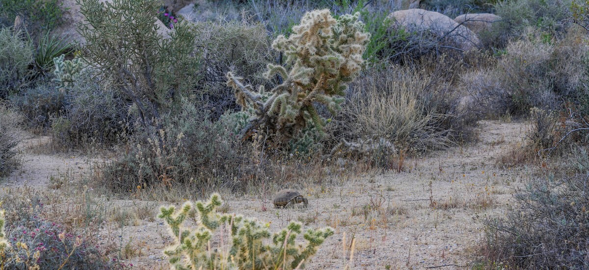 desert-tortoise-2