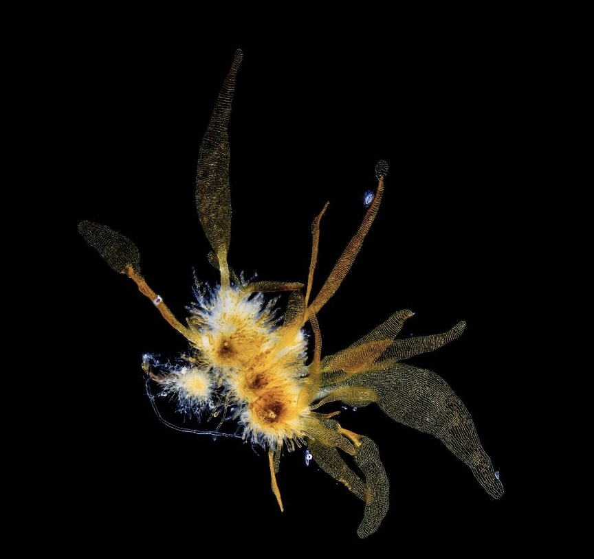 Highly commended micro-category image, Hilda Canter-Lund 2023