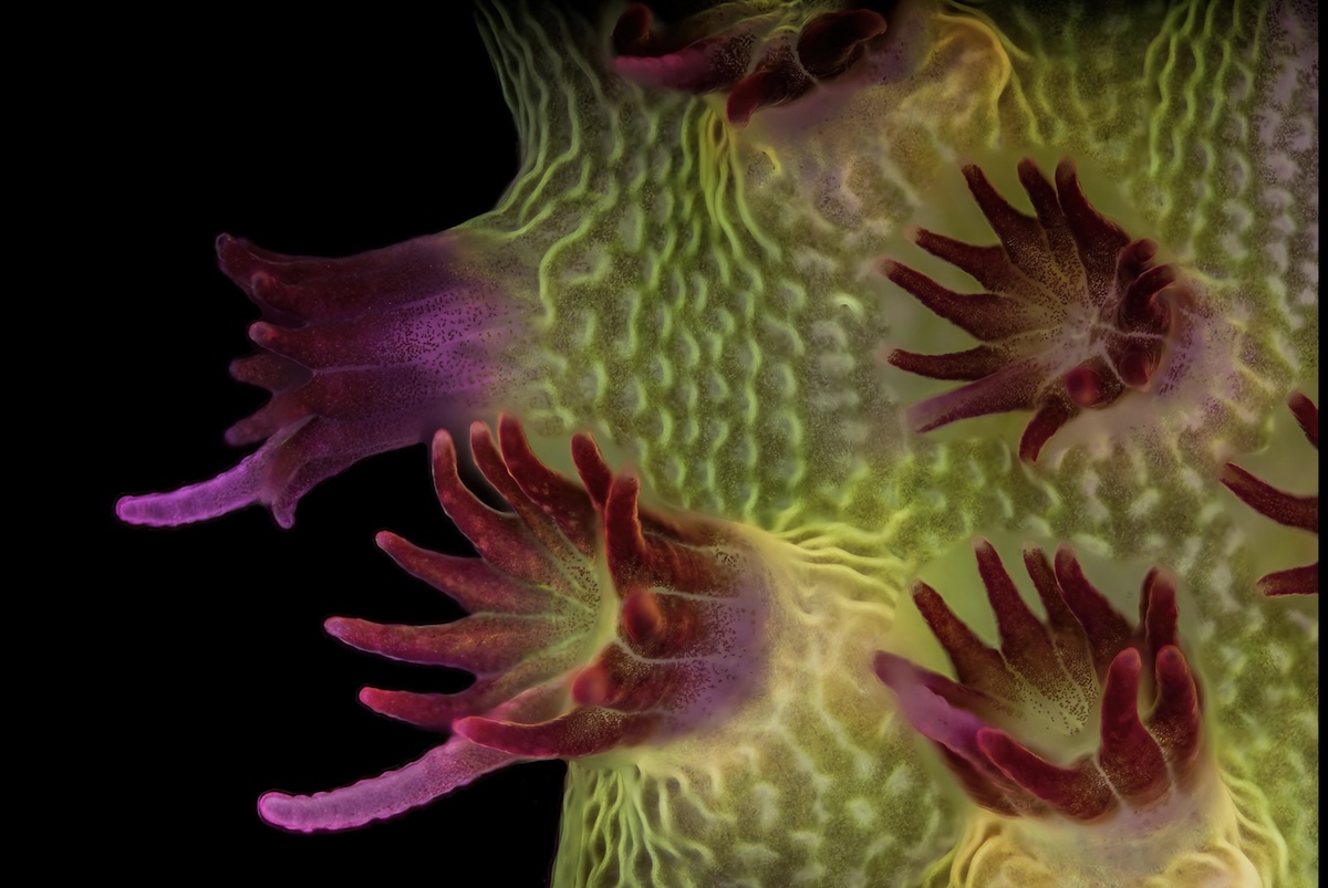 Fluorescent image of an Acropora coral