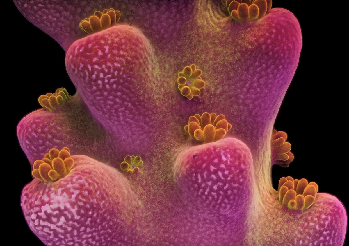 Acropora granulosa coral fluorescing under blue light