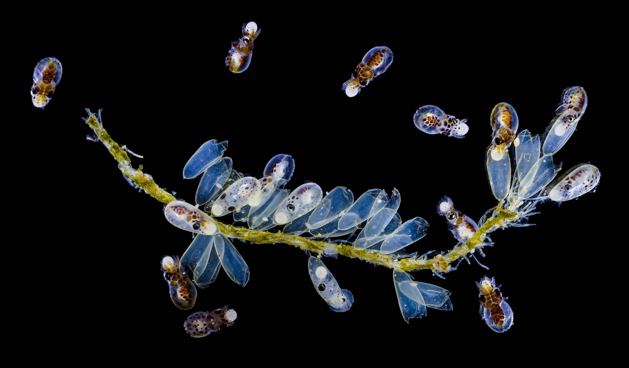 Paralarvae of the California two-spot octopus hatching from their egg sacs