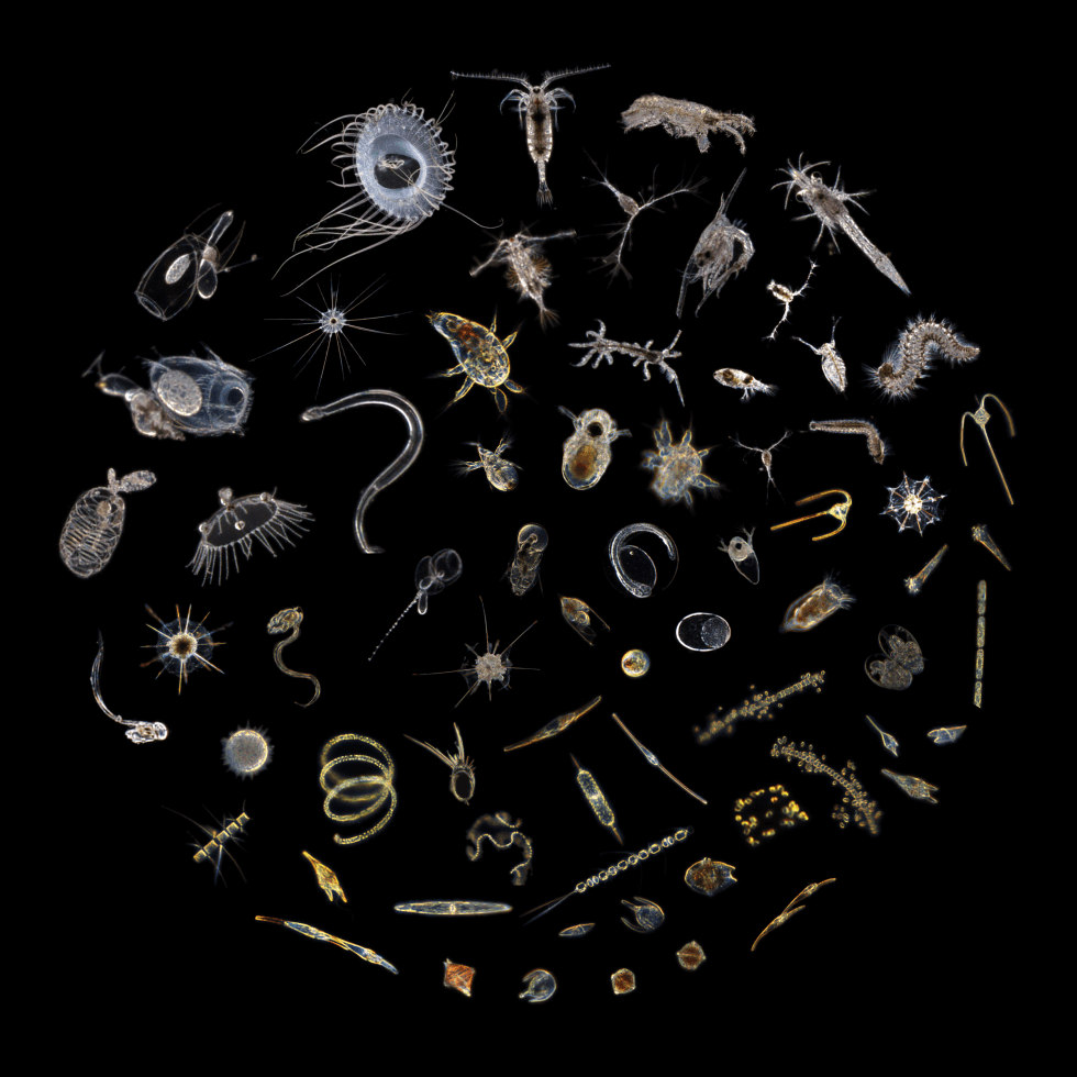 Collage of tiny ocean drifters imaged by the Scripps Plankton Camera