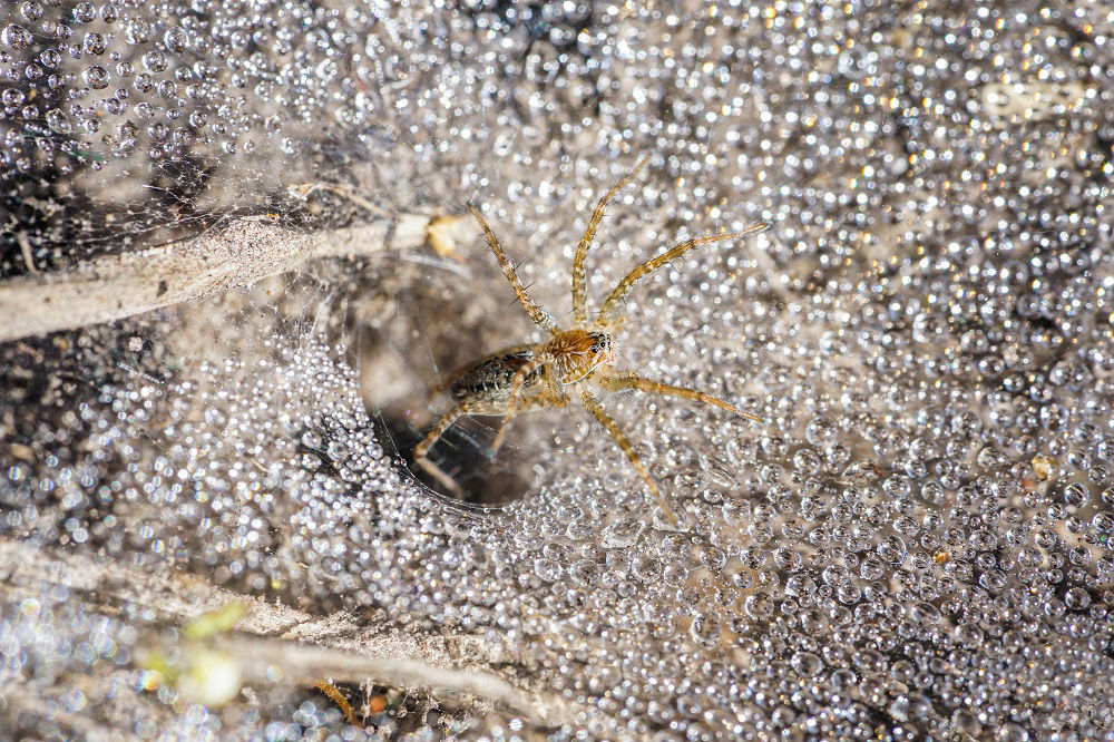 A funnel-web spider emerging from its dew-covered web