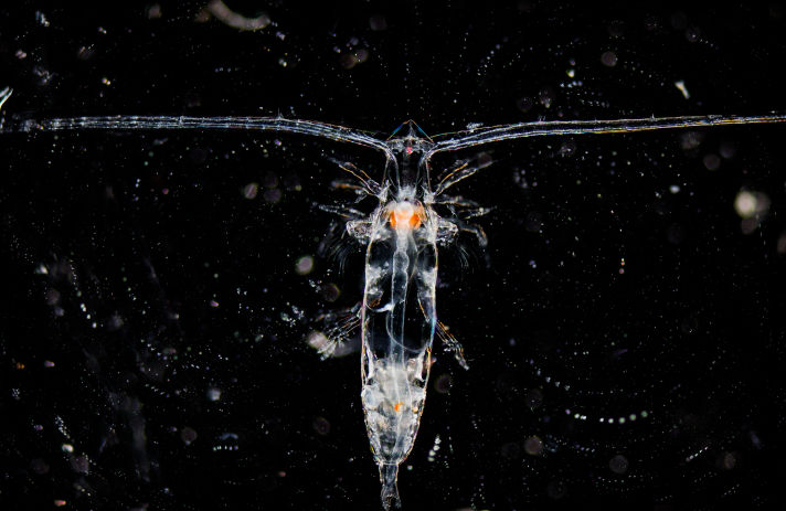 Backlit transparent plankton specimen