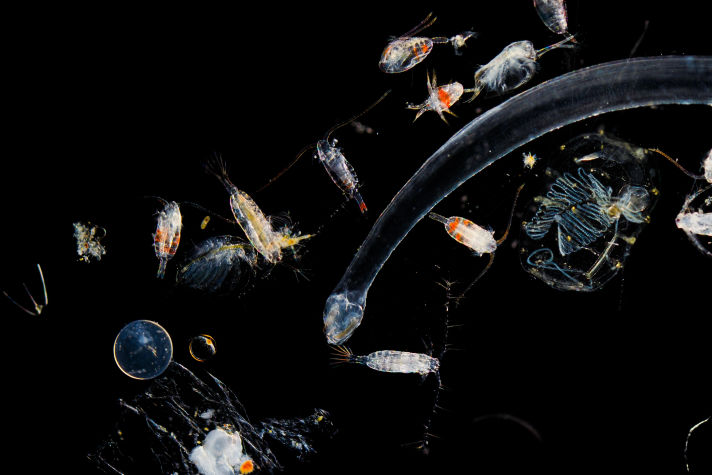 Backlit transparent plankton specimen