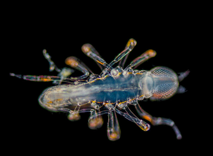 Backlit transparent plankton specimen