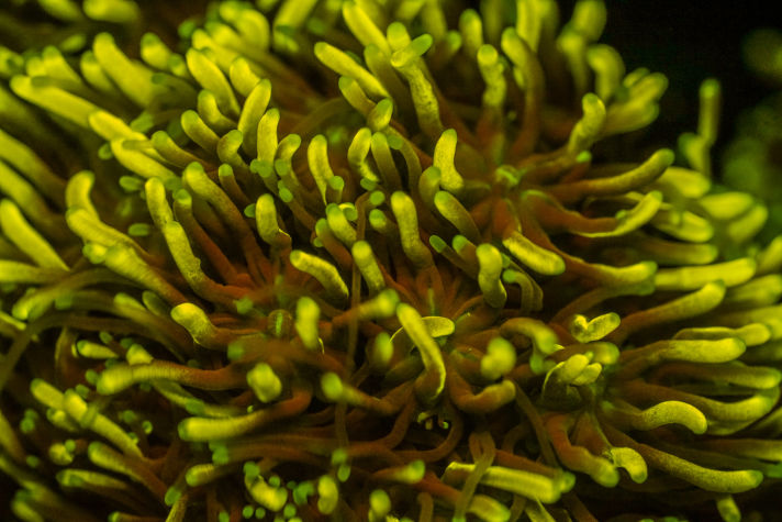 Coral fluorescing under multi-wavelength LED excitation