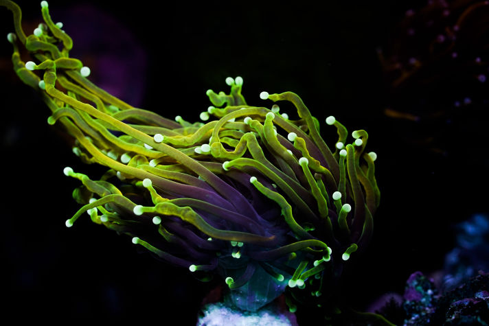 Coral fluorescing under multi-wavelength LED excitation