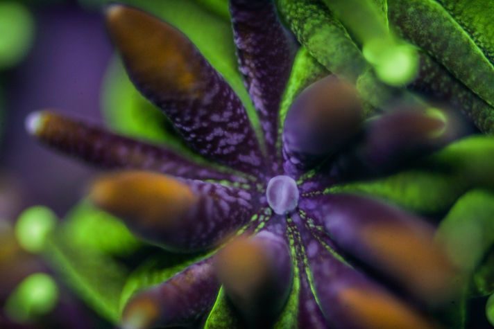 Coral fluorescing under multi-wavelength LED excitation