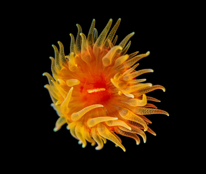 Macro subject lit with side-scatter illumination